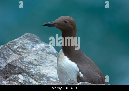 Guillemot (Uria aalge) . L'Écosse. UK. Banque D'Images