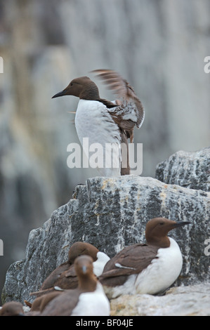 Guillemot (Uria aalge) . L'Écosse. UK. Banque D'Images