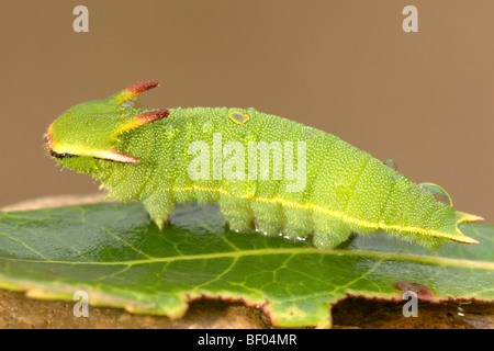 Le papillon de Caterpillar Charaxes jasius Banque D'Images