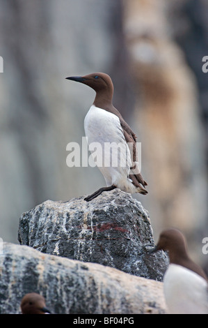 Guillemot (Uria aalge) . L'Écosse. UK. Banque D'Images