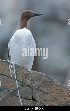 Guillemot (Uria aalge) . L'Écosse. UK. Banque D'Images