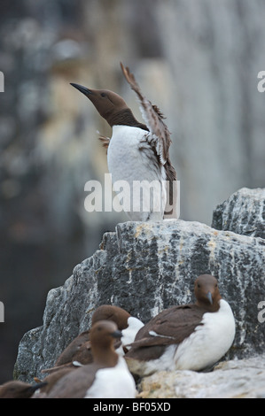 Guillemot (Uria aalge) . L'Écosse. UK. Banque D'Images