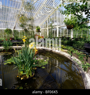 Royaume-uni, Angleterre, Londres, Kew Gardens à l'intérieur de la Chambre Nénuphar Banque D'Images