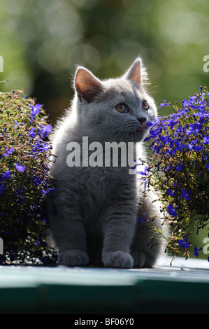 British Shorthair, chat domestique (Felis catus, Felis silvestris) d'essence à une fleur. Banque D'Images