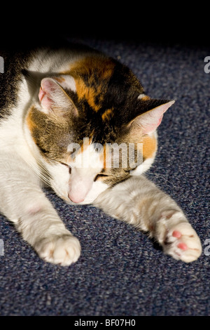 Chat Calico dormir au soleil. Banque D'Images