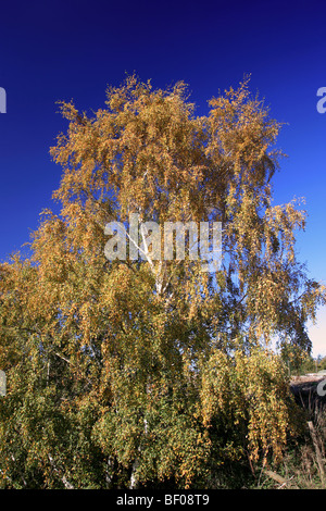 Les feuilles d'automne couleurs argent Bouleau Betula pendula Angleterre Banque D'Images