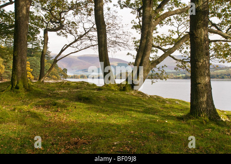 Derwentwater, Manesty, Cumbria Park Banque D'Images