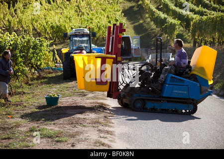 Vendanges la récolte de raisins Alsace tracteur le long de la route des vins, les villages de l'automne, Alsace Bas Rhin, Alsace France 099622 Banque D'Images