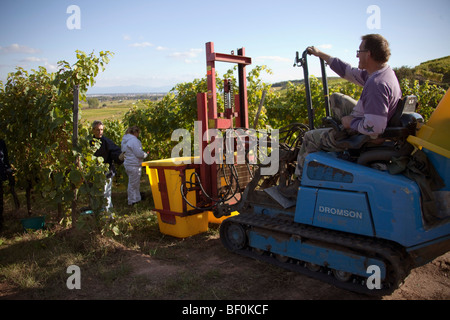 Vendanges la récolte de raisins Alsace tracteur le long de la route des vins, les villages de l'automne, Alsace Bas Rhin, Alsace France 099624 Banque D'Images