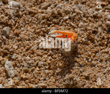 Fiddler Orange, crabe Uca sp., Bali, Indonésie Banque D'Images