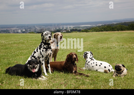 Les chiens dans le parc de Shrewsbury, Londres, Angleterre Banque D'Images