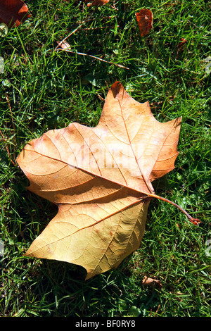 Seul arbre Plan de Londres (Platanus x hispanica) feuille Banque D'Images