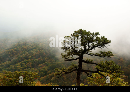 Au-dessus des nuages se trouve un arbre Lone Pine sur une montagne dans le parc national de Shenandoah. Banque D'Images