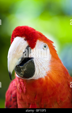 Un 'portrait' d'un "Scarlet Macaw' entouré de verdure, à l''San Diego Zoo' dans 'San Diego', 'California'. Banque D'Images