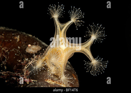 Lucernaria quadricornis, méduse sédentaire, gelée, mer Blanche, Russie Banque D'Images