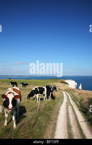 Vaches paissant dans un champ à côté du sentier de la falaise en direction de Old Harry Rocks Banque D'Images