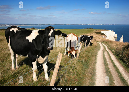 Vaches paissant dans un champ à côté du sentier de la falaise en direction de Old Harry Rocks Banque D'Images