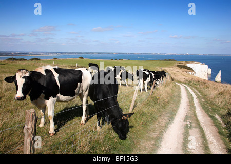 Vaches paissant dans un champ à côté du sentier de la falaise en direction de Old Harry Rocks Banque D'Images