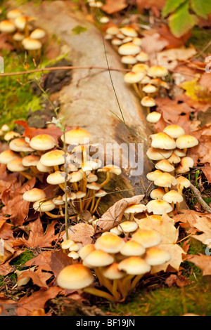 Grappe de petits champignons jaunes fleurissant sur une bûche en décomposition entourée de feuilles d'automne tombées dans une forêt. Banque D'Images