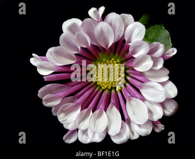 Cuillère Chrysanthème Mauve Banque D'Images