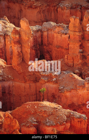 Hoodoos de Bryce Canyon et l'arbre qui pousse dès la sortie de l'haut de l'une des cheminées. Banque D'Images
