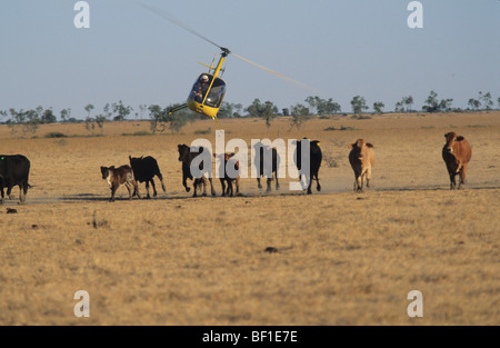 Rassemblement bétail avec hélicoptère, Cattle station ranch, outback Queensland Australie Banque D'Images