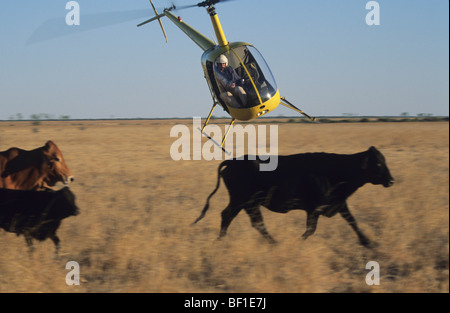 Rassemblement bétail avec hélicoptère, Cattle station ranch, outback Queensland Australie Banque D'Images