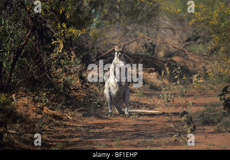 Kangourou en Australie, l'outback Banque D'Images