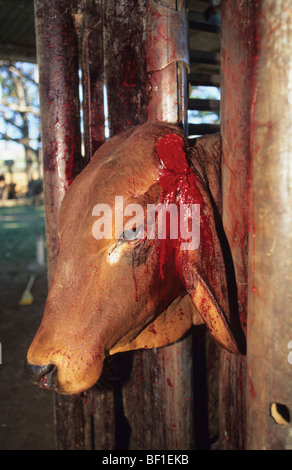 Vache soumises à de terribles traitements inhumains et des souffrances. Cornes coupées, percer les oreilles et couper, marqués, traumatisés. L'Australie Banque D'Images