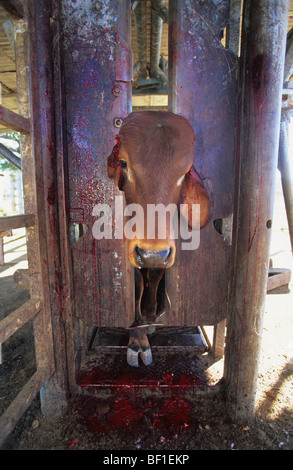 Vache soumises à de terribles traitements inhumains et des souffrances. Cornes coupées, percer les oreilles et couper, marqués, traumatisés. L'Australie Banque D'Images