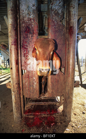 Vache soumises à de terribles traitements inhumains et des souffrances. Cornes coupées, percer les oreilles et couper, marqués, traumatisés. L'Australie Banque D'Images