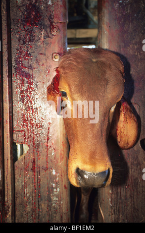 Vache soumises à de terribles traitements inhumains et des souffrances. Cornes coupées, percer les oreilles et couper, marqués, traumatisés. L'Australie Banque D'Images