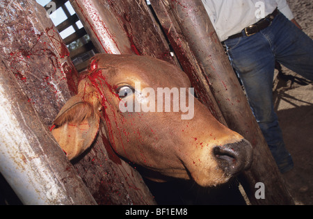 Vache soumises à de terribles traitements inhumains et des souffrances. Cornes coupées, percer les oreilles et couper, marqués, traumatisés. L'Australie Banque D'Images