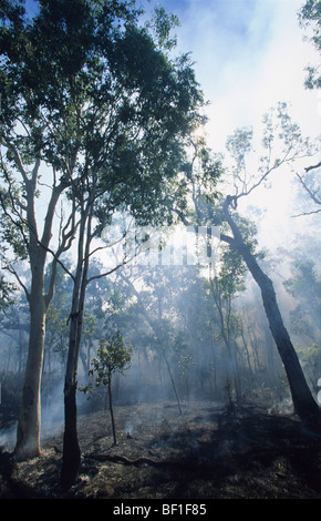 Feu de forêt, parc national de Daintree, Queensland, Australie du Nord Banque D'Images