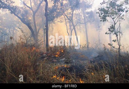 Feu de forêt, parc national de Daintree, Queensland, Australie du Nord Banque D'Images