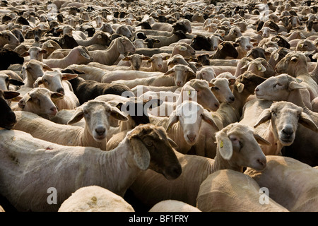 Un troupeau de moutons, full frame Banque D'Images