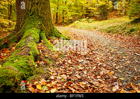 Racines d'arbres couvertes de mousse et chemin dans une forêt d'automne avec des feuilles mortes couvrant le sol. Mise au point au premier plan. Banque D'Images