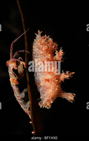 Caprella septentrionalis et Dendronotus frondosus, caprelles et Frond-aeolis, nudibranche, mer Blanche, Russie Banque D'Images