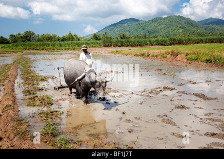 Agriculteur philippin à l'aide d'un boeuf pour labourer une rizière. Iloilo Philippines Banque D'Images