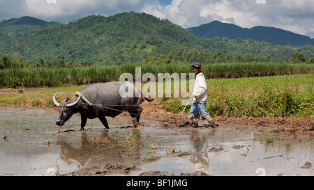 Agriculteur philippin à l'aide d'un boeuf pour labourer une rizière. Iloilo Philippines Banque D'Images