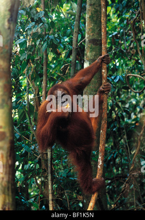 À Sumatra, l'orang-outan, pongo pygmaeus abelii , Banque D'Images