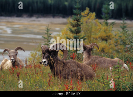 Mouflons, bighornshep ,, Ovis canadensis, Banque D'Images