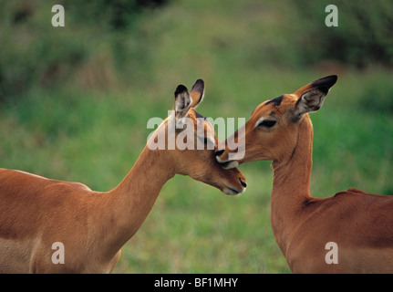 Impala Aepyceros melampus, Banque D'Images