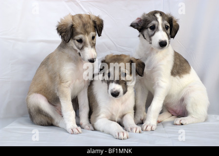 Trois chiots Barzoi. Banque D'Images