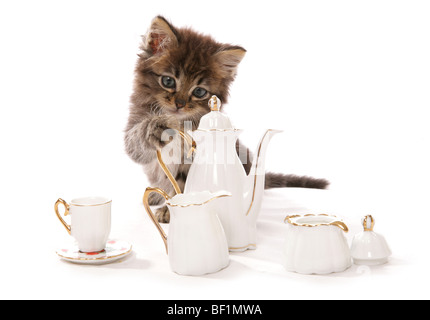 Chaton avec plateau set studio portrait Banque D'Images