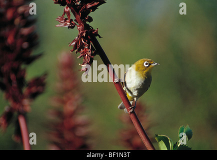 Cape white-eye , zosterops virens Banque D'Images