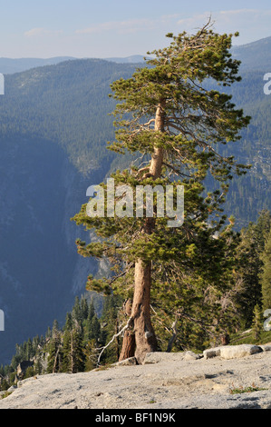 Pine Tree Standing alone on Sentinel Dome, vallée de Yosemite, en Californie. Un chipmunk est visible dans le coin inférieur gauche. Banque D'Images