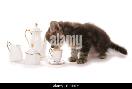 Chaton avec plateau set studio portrait Banque D'Images