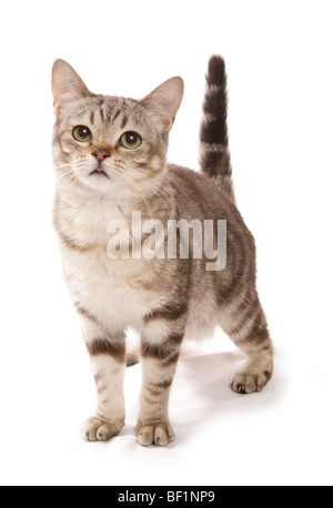 Classic tabby cat asiatique chocolat studio portrait Banque D'Images