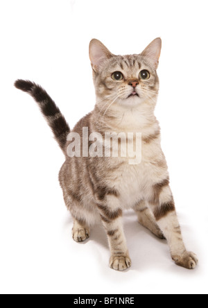 Classic tabby cat asiatique chocolat studio portrait Banque D'Images